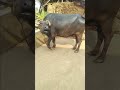 Big Buffalo Sound Village Baffalo Sound Animals Cute Big