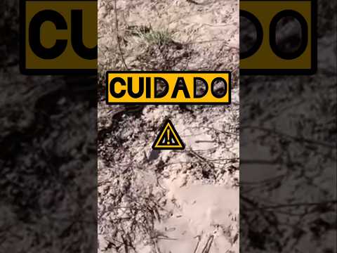 YARARÁ o VIBORA DE LA CRUZ CORRIENTES 🐍⚠️ #naturaleza #pesca #corrientes #argentina