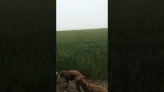animales  perros de fase en la hierba