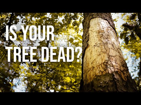 How to Spot a Dead or Dying Tree!
