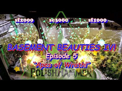 Basement Beauties 4 Ep.5 "APES OF WRATH!" Day 62 #Spiderfarmer  🦍#FloraFlex  #Vivosun #420  🔨
