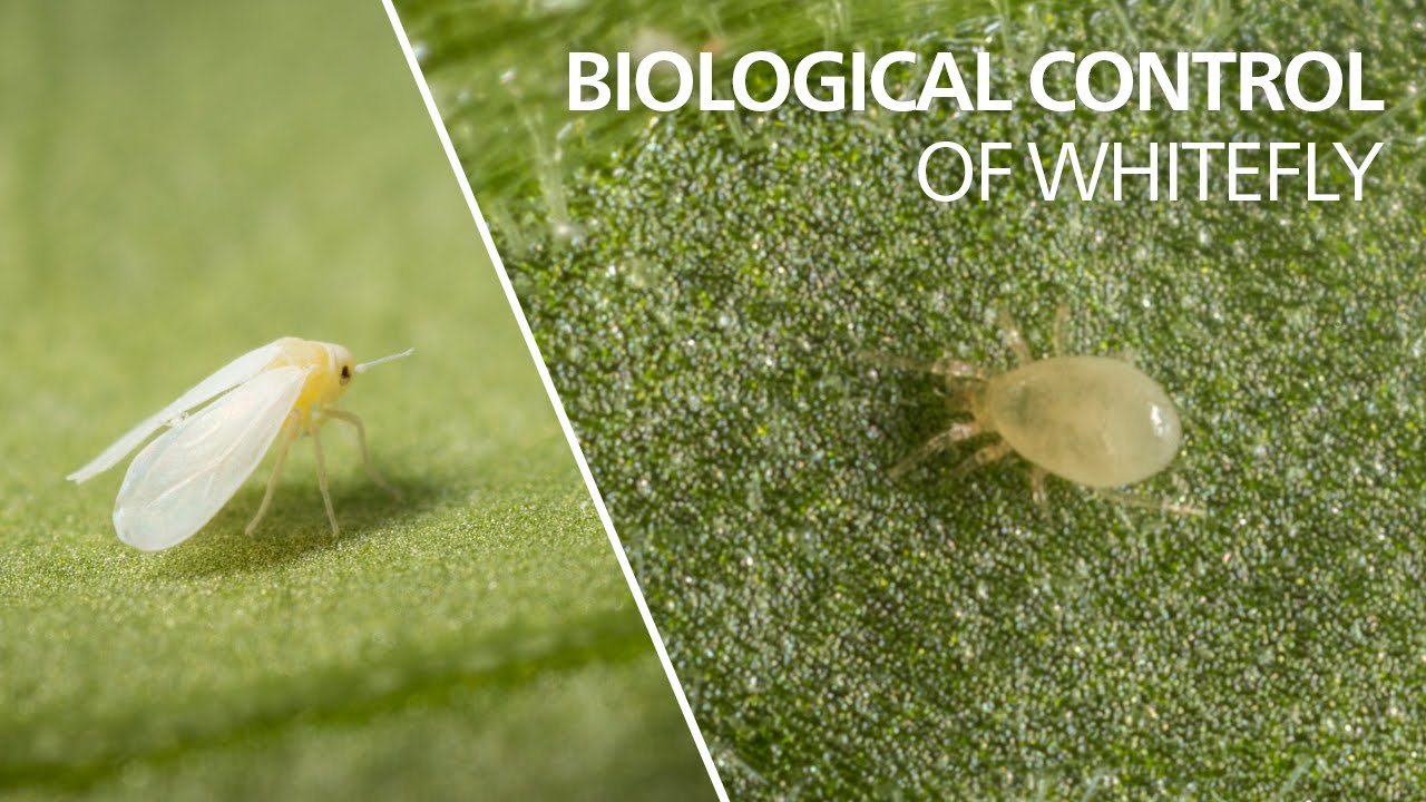 Whiteflies Koppert Global