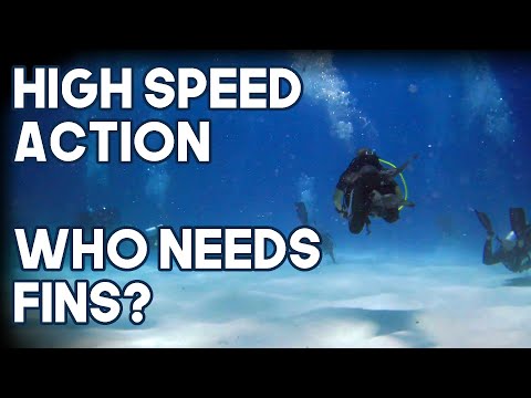 Day 5 Dives I Project Shark I Blue Voyager I Maldives