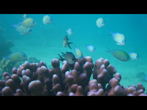 FISHKAM Live, Saudi Arabia
