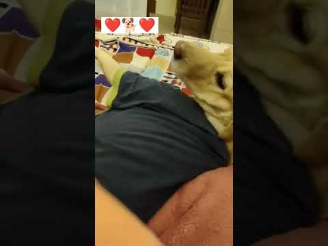 Bindu😘 #lablovers #funny #labrador #dog#comedy #cute #pets