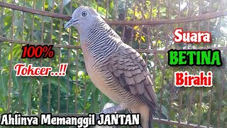 Download lagu Suara BETINA Birahi‼️Perkutut Betina Memanggil Jantan || The female turtle dove calls the male mp3 Download lagu Suara BETINA Birahi‼️Perkutut Betina Memanggil Jantan || The female turtle dove calls the male mp3