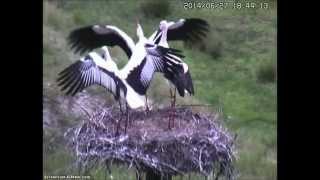 preview picture of video 'Oriental Storks, Toyooka, Japan, 27 06 2014, 18 43'