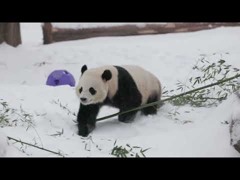 Giant Panda Cub Bei Bei