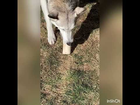 Ibby the best dog ever Christmas special 1