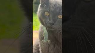#cat #cute #catvideo #cutecat #funnyvideo #pets