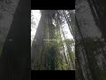 Old growth tour