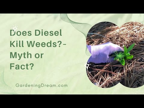 Does Diesel Kill Weeds? – Myth or Fact?