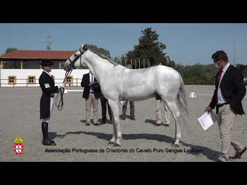 201017 10 Favonio da Broa - Aprovação de Garanhões