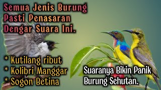 Download lagu Suara Pikat Burung KUTILANG Ribut ‼️ Kombinasi Burung Kolibri Klapa dan Sogon betina. mp3