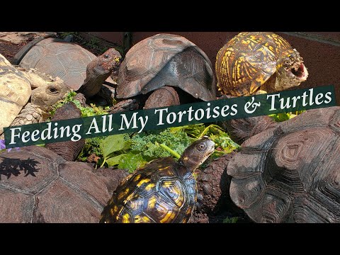 Feeding ALL my Tortoises and Turtles. Always a good time
