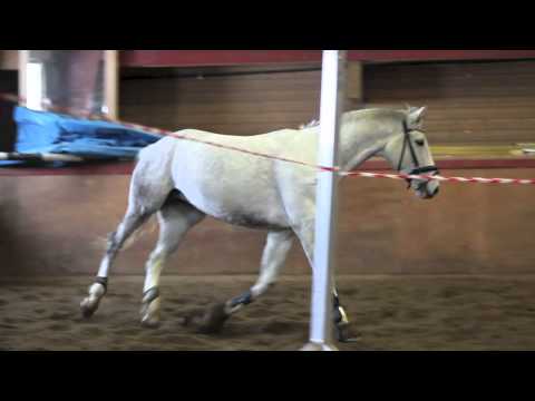 Fjordane FHS - Laushopping