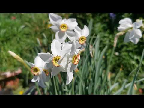 Beauty myths, perfume industry: history and care of Narcissus poeticus, the fragrant poet's daffodil