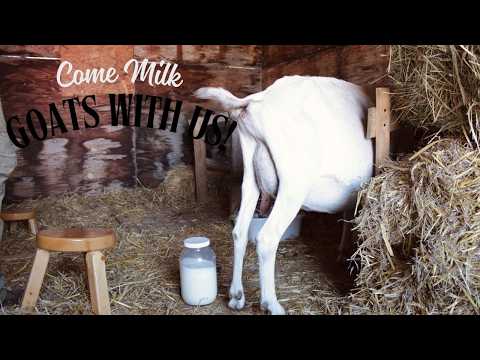 Homestead Goat Milking: A Sustainable Living Guide