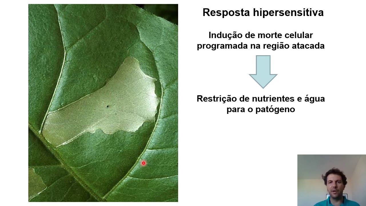 Ácido salicílico e jasmonatos na defesa da planta