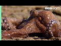 Extraordinary Octopus Takes To Land The Hunt BBC Earth