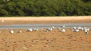 preview picture of video 'Quelques oiseaux du Sénégal - La Somone'