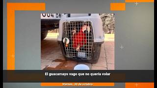 El guacamayo rebelde y "vago" que no quer&iacute;a volar