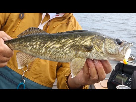 Amazing Walleye Jigging In Ontario's Far North
