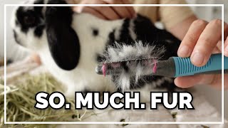 How I Brush My Bunnies + Health Check | Tips For Shedding Season