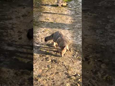 VISITANDO LOS ZORROS, PATAGÔNIA ARGENTINA.