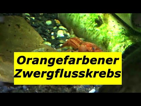 Dwarf crayfish Cambarellus Patzcuarensis: Keeping and caring for it