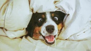 Смешные и милые животные 🐯 Приколы с животными 🐷 Смешное видео 1