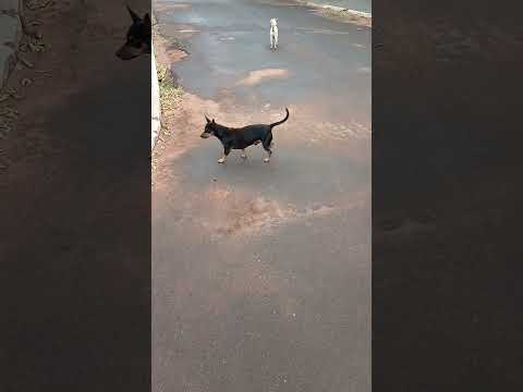 mostrando um pouco da sidadi de São Jorge do patrocínio Paraná para vocês os animais de rua