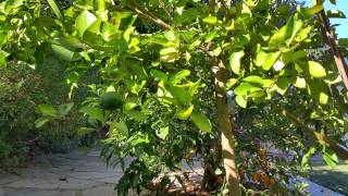 How Plants Can Bring Feng Shui Meaning to Your Garden