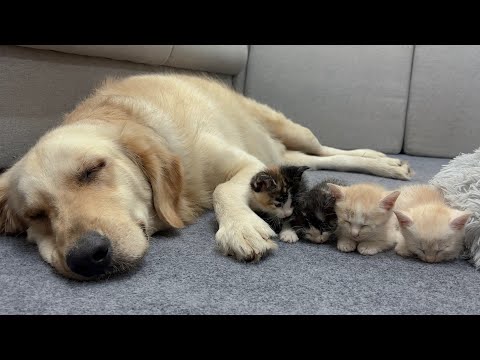 YouTube 썸네일
