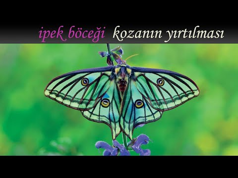 LOST - İpek Böceği | Doğanın Mücadelesi