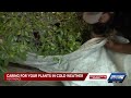 Botanical Garden In Fort Pierce Protects Rare Bonsai Collection