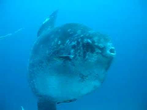 Mola Mola, Mantas, Haie