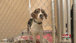 Dogs at Sioux Falls Area Humane Society need homes
