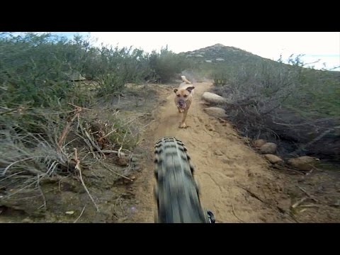 GoPro: Andrew Rivera - Mt. Gower Downhill 7.5.15 - Bike