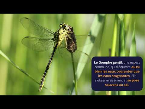 Le temps des libellules | Et toutes les autres