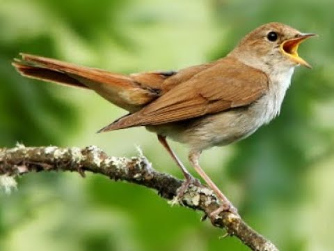 ROUXINOL CANTANDO CANTO DO ROUXINOL COMUM COMMON NIGHTINGALE SOUND