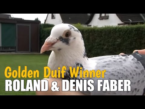 Roland and Denis Faber - German Golden Duif Winner