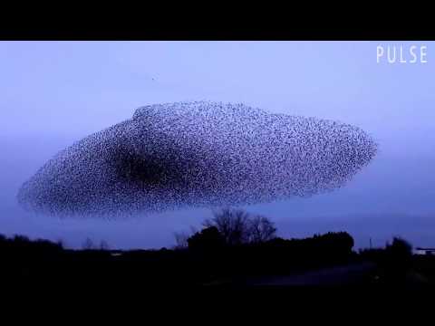 N’to - Starlings (Henry Saiz Remix)