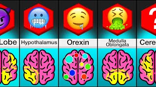 Comparison: Areas Of The Brain And What They Do