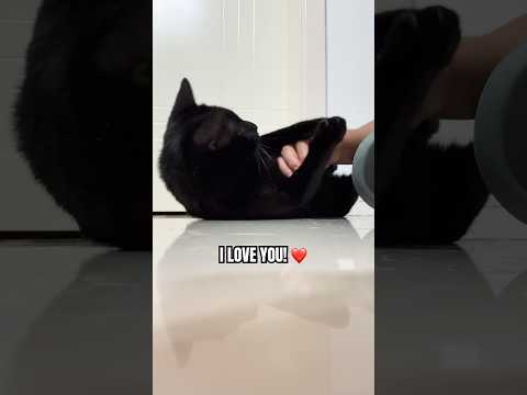 I have a big secret 🤫❤️ #foryou #cute #catshorts #cutecat #pets #cuteanimal #love #popular #secret