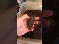 Doğuş Çay Filiz Çay küflenmiş insan sağlığı hiçe sayıyorlar Video ile Şikayet | Video ile İfşa Et Doğuş Çay Filiz Çay küflenmiş insan sağlığı hiçe sayıyorlar Video ile Şikayet | Video ile İfşa Et