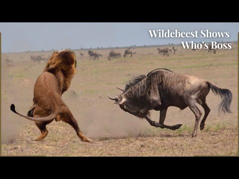 Wildebeest Shows Who's More Powerful