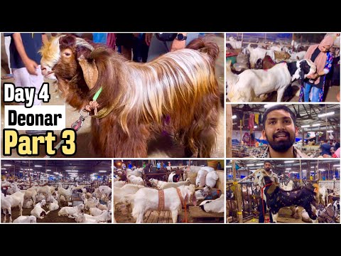 Deonar Bakra Mandi 2024