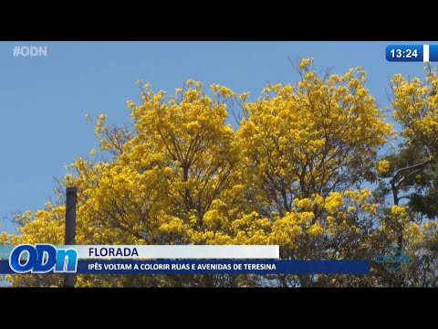 IpeÌ‚s voltam a colorir ruas e avenidas de Teresina 24 08 2021