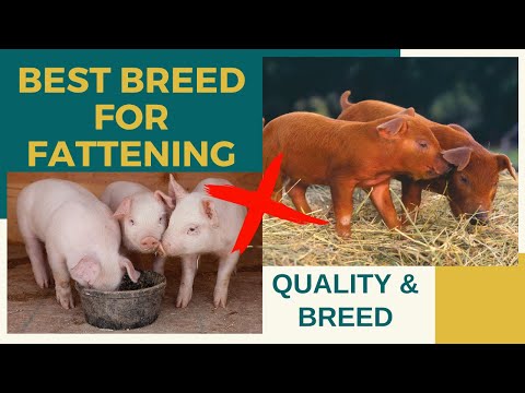 The Best Breed of Pig for Fattening and Your Guide of...